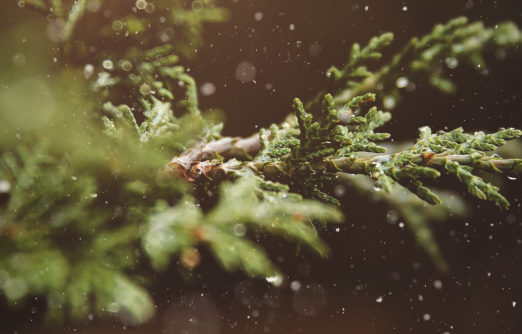 Copertina Bollettino Natale Amri